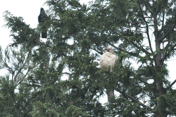 クマタカ Mountain Hawk Eagle 岩尾 親 図鑑 写真集+bnorte.com.br