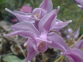 �g�L���C�J���\�E