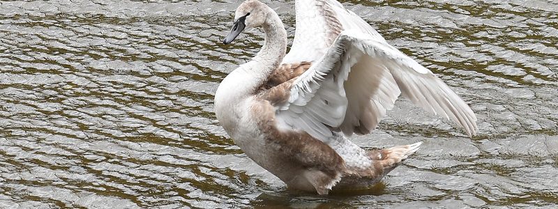 幸福地蔵】小紋 向かい合っている鳥 | www.unimac.az