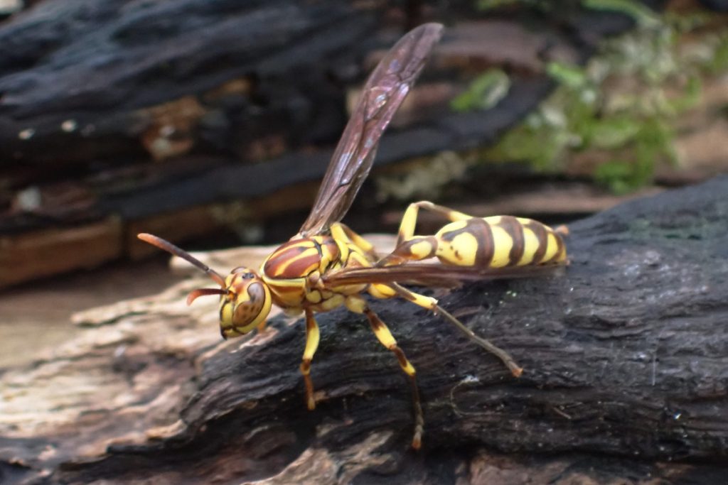 ホソアシナガバチ